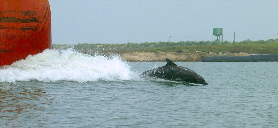 (64) Dscf0133.jpg   (946x438)   139 Kb                                    Click to display next picture