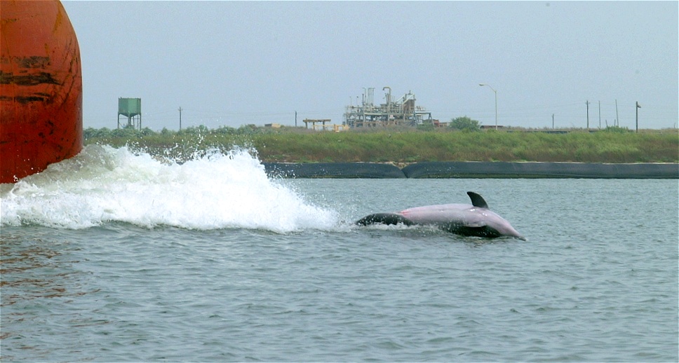 (65) Dscf0134.jpg   (968x518)   173 Kb                                    Click to display next picture