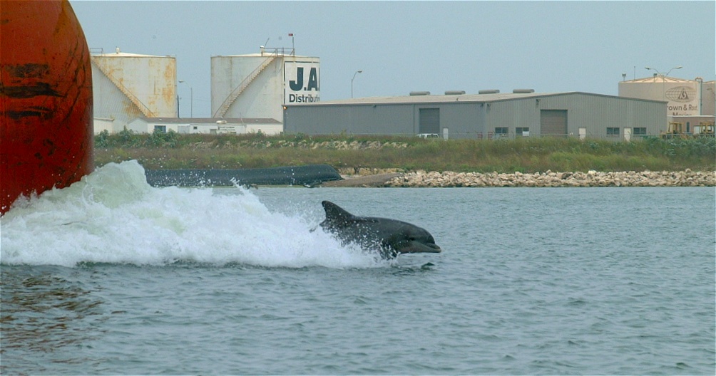 (67) Dscf0140.jpg   (1004x528)   178 Kb                                    Click to display next picture