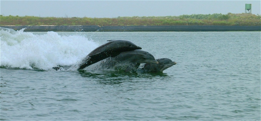 (68) Dscf0144.jpg   (896x418)   135 Kb                                    Click to display next picture