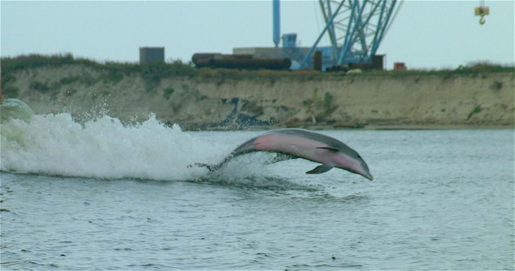 (71) Dscf0160.jpg   (1008x532)   169 Kb                                    Click to display next picture