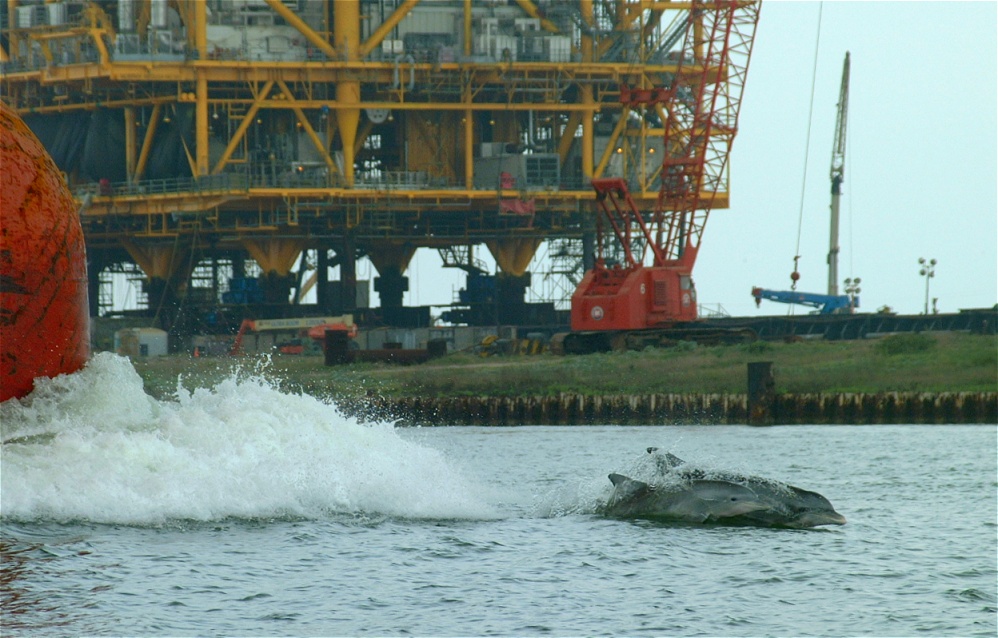 (72) Dscf0168.jpg   (998x638)   246 Kb                                    Click to display next picture