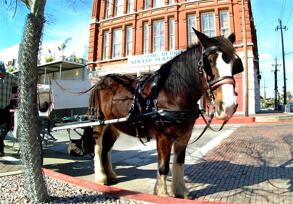 (60) Dscf1955.jpg   (1000x695)   436 Kb                                    Click to display next picture