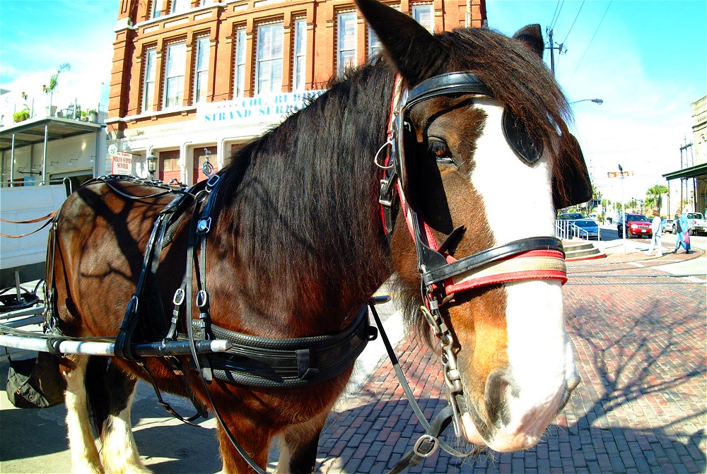 (61) Dscf1956.jpg   (1000x671)   394 Kb                                    Click to display next picture