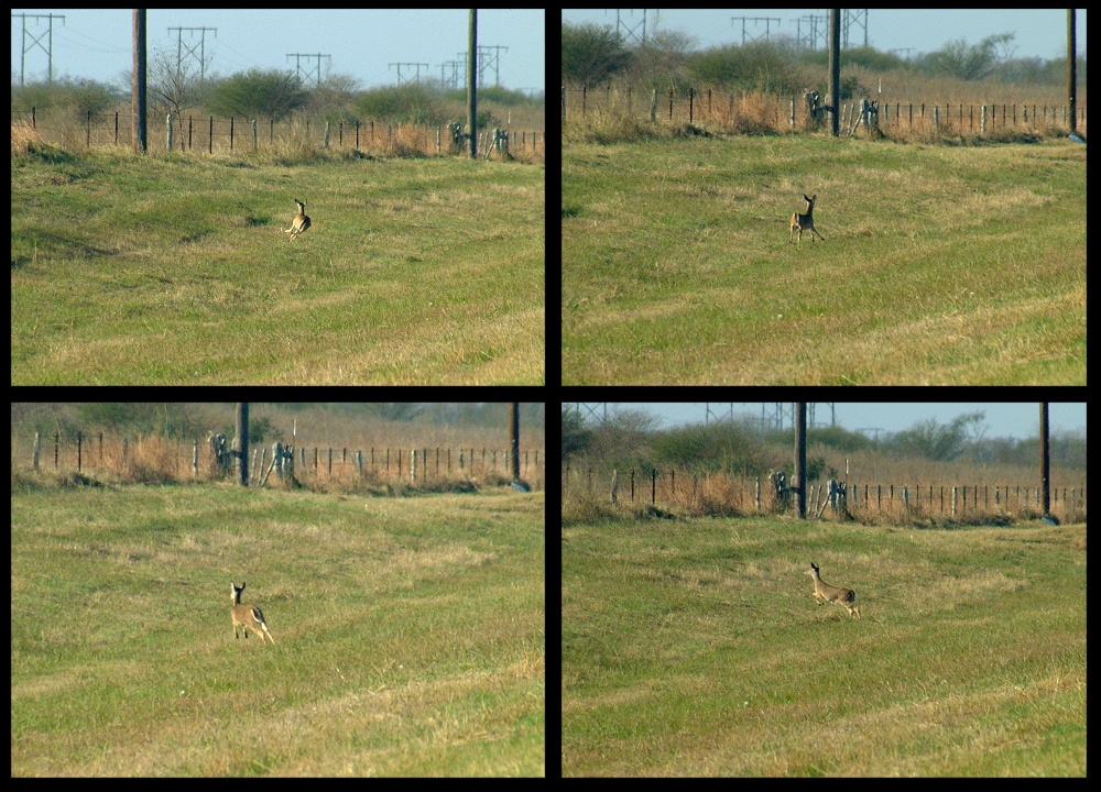 (01) deer montage.jpg   (1000x720)   367 Kb                                    Click to display next picture