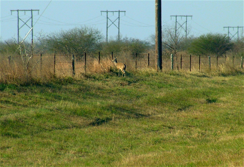 (04) Dscf9065.jpg   (1000x684)   332 Kb                                    Click to display next picture