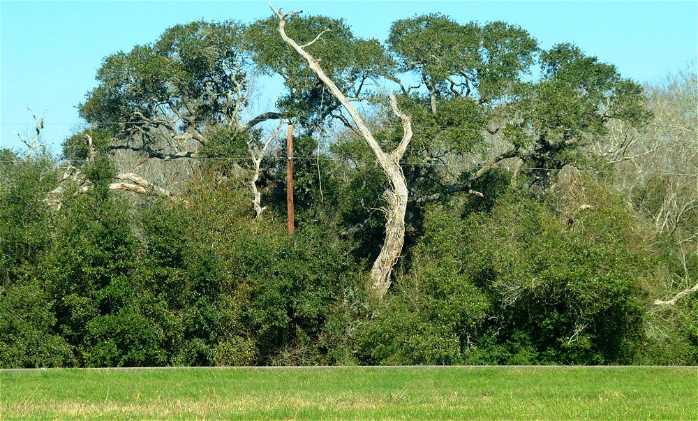 (05) Dscf9084.jpg   (1000x603)   457 Kb                                    Click to display next picture