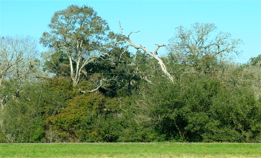 (06) Dscf9085.jpg   (1000x607)   424 Kb                                    Click to display next picture