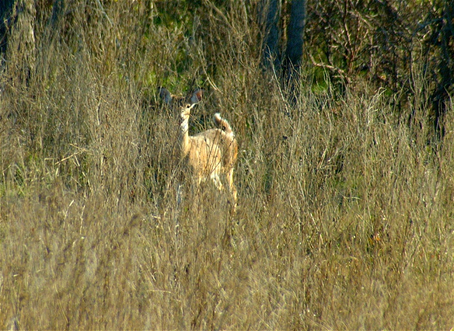 (07) Dscf9067.jpg   (900x655)   346 Kb                                    Click to display next picture