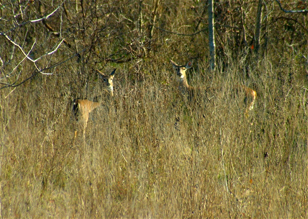 (08) Dscf9069.jpg   (1000x711)   437 Kb                                    Click to display next picture