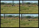 (02) deer montage.jpg    (1000x720)    369 KB                              click to see enlarged picture