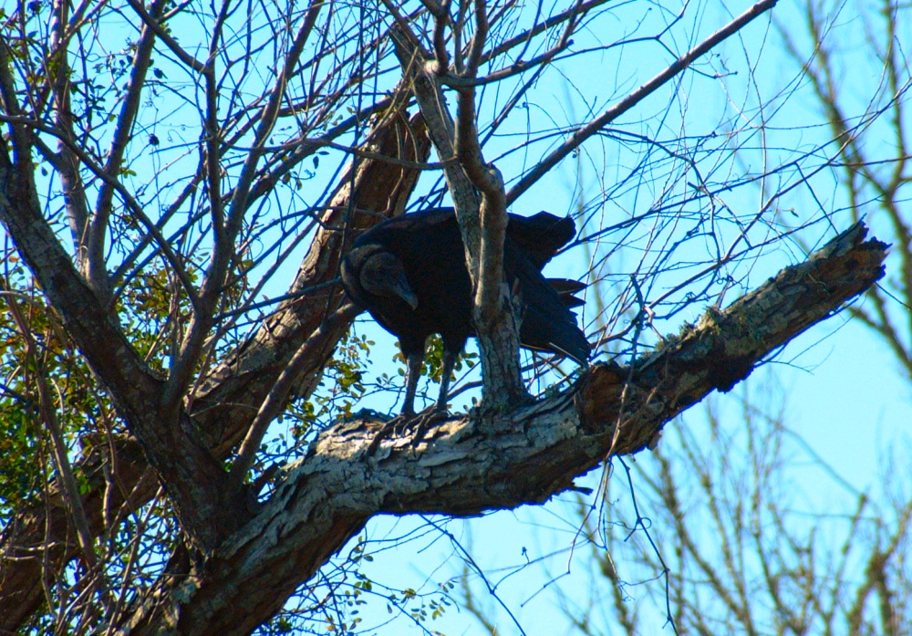 (01) Dscf9077.jpg   (1000x697)   419 Kb                                    Click to display next picture