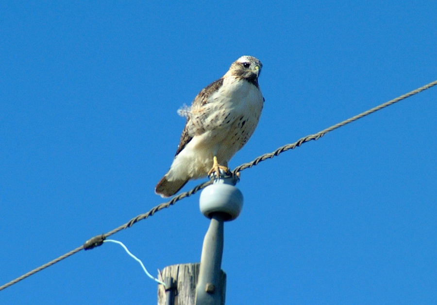 (03) Dscf9102.jpg   (900x627)   146 Kb                                    Click to display next picture