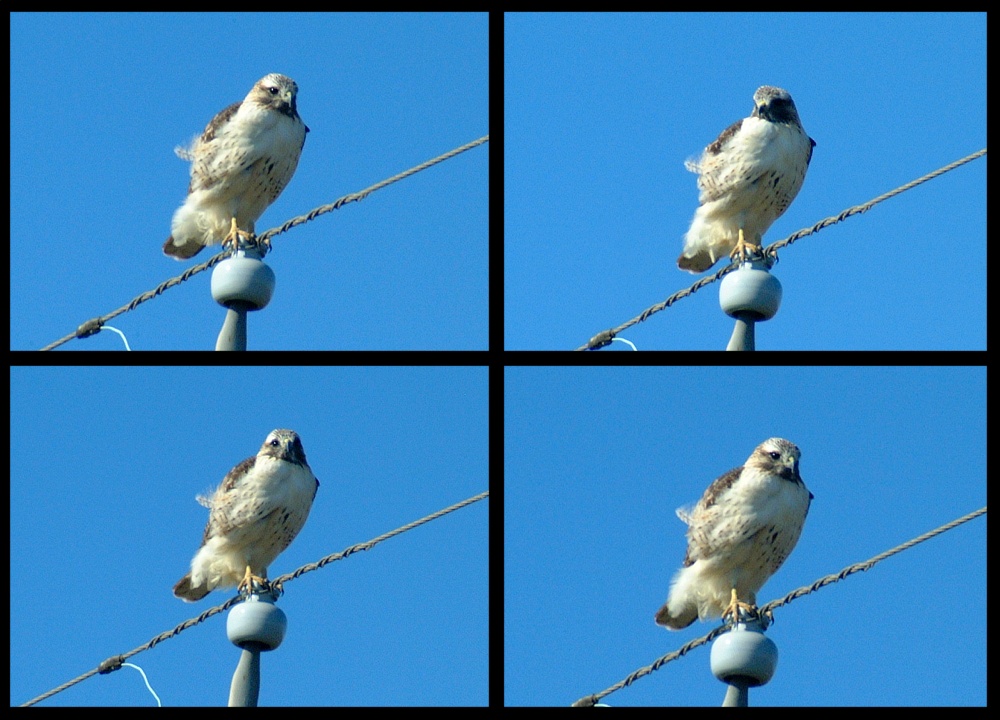 (06) red-tailed hawk montage.jpg   (1000x720)   236 Kb                                    Click to display next picture