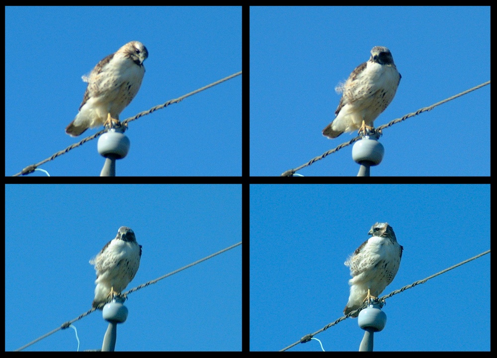 (07) red-tailed hawk montage.jpg   (1000x720)   239 Kb                                    Click to display next picture