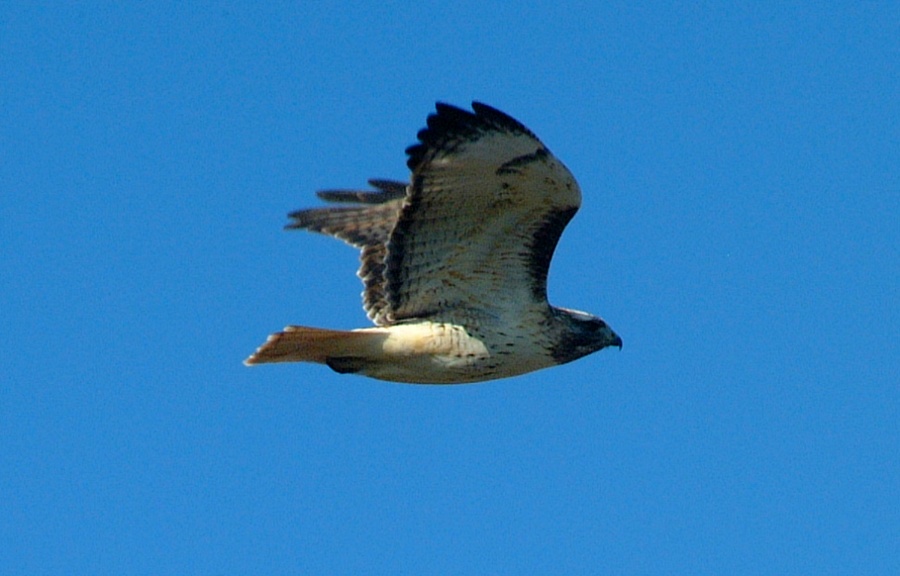 (08) Dscf9104.jpg   (900x576)   123 Kb                                    Click to display next picture