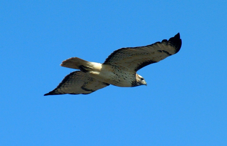 (09) Dscf9107.jpg   (900x581)   121 Kb                                    Click to display next picture