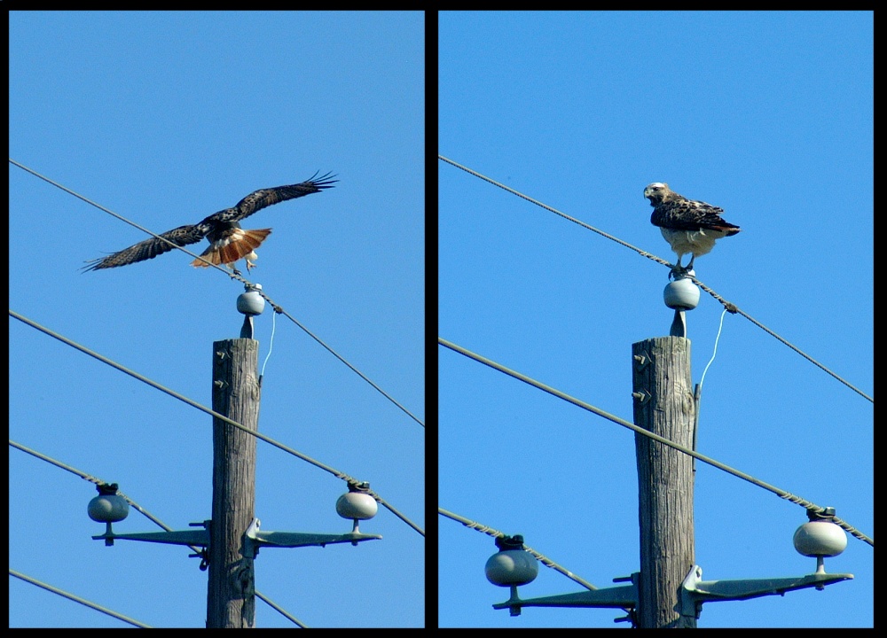 (11) red-tailed hawk montage.jpg   (1000x720)   229 Kb                                    Click to display next picture
