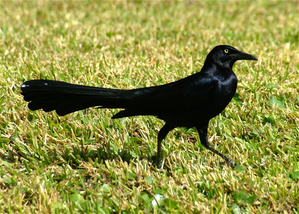 (12) Dscf1829.jpg   (1000x716)   417 Kb                                    Click to display next picture