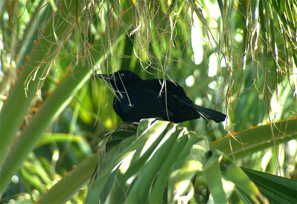 (15) Dscf1838.jpg   (1000x685)   318 Kb                                    Click to display next picture