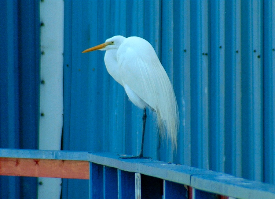 (16) Dscf1839.jpg   (900x653)   184 Kb                                    Click to display next picture