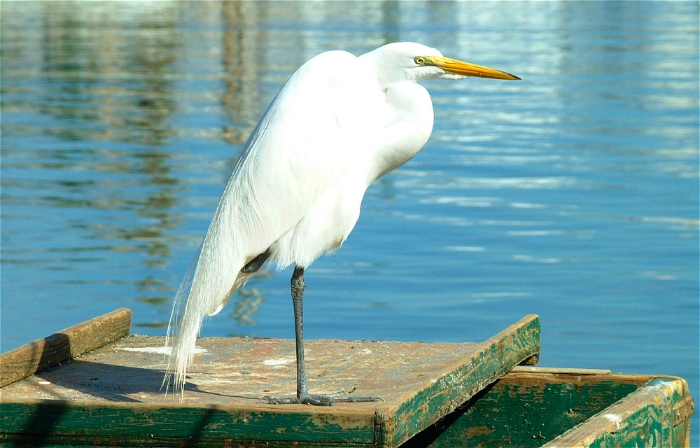 (17) Dscf1843.jpg   (1000x640)   244 Kb                                    Click to display next picture