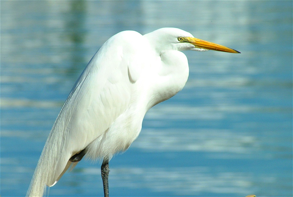 (18) Dscf1840.jpg   (1000x673)   198 Kb                                    Click to display next picture