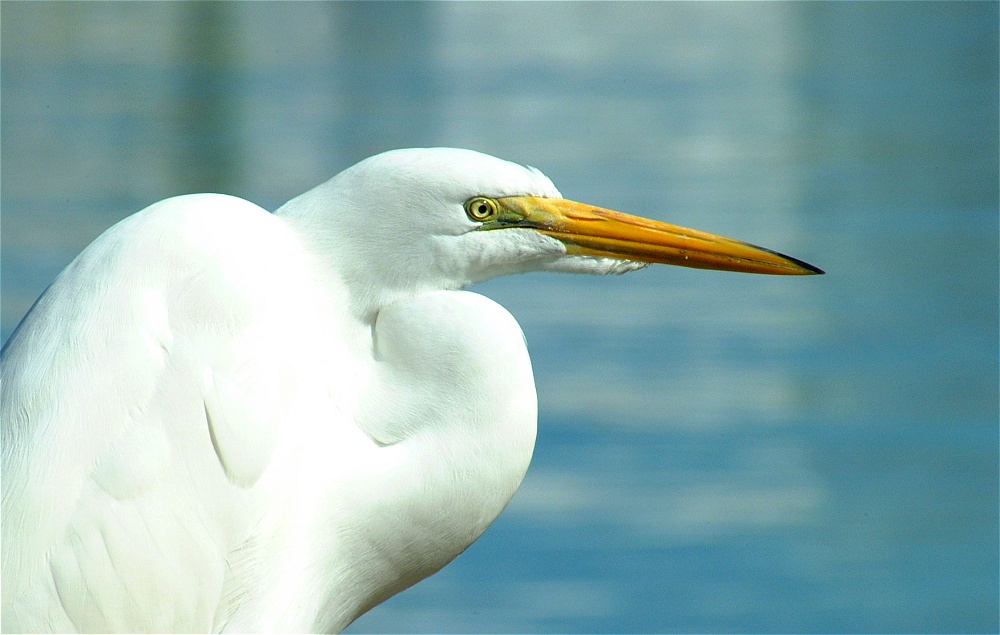 (19) Dscf1841.jpg   (1000x635)   178 Kb                                    Click to display next picture