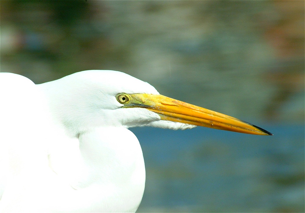 (20) Dscf1845.jpg   (1000x698)   180 Kb                                    Click to display next picture