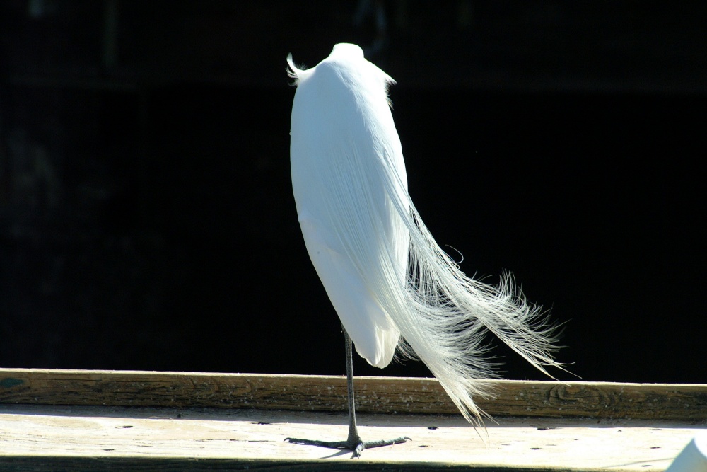 (21) Dscf1847.jpg   (2304x1536)   605 Kb                                    Click to display next picture