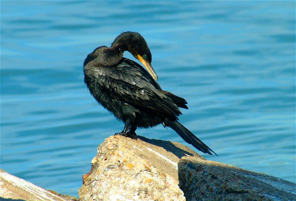 (24) Dscf1858.jpg   (1000x678)   258 Kb                                    Click to display next picture