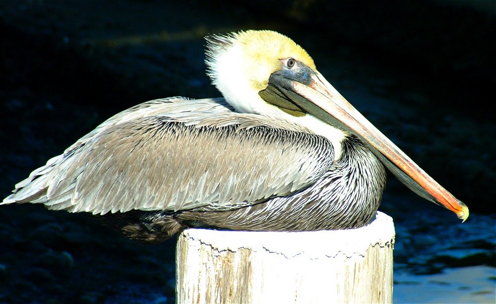 (26) Dscf1860.jpg   (1000x613)   254 Kb                                    Click to display next picture