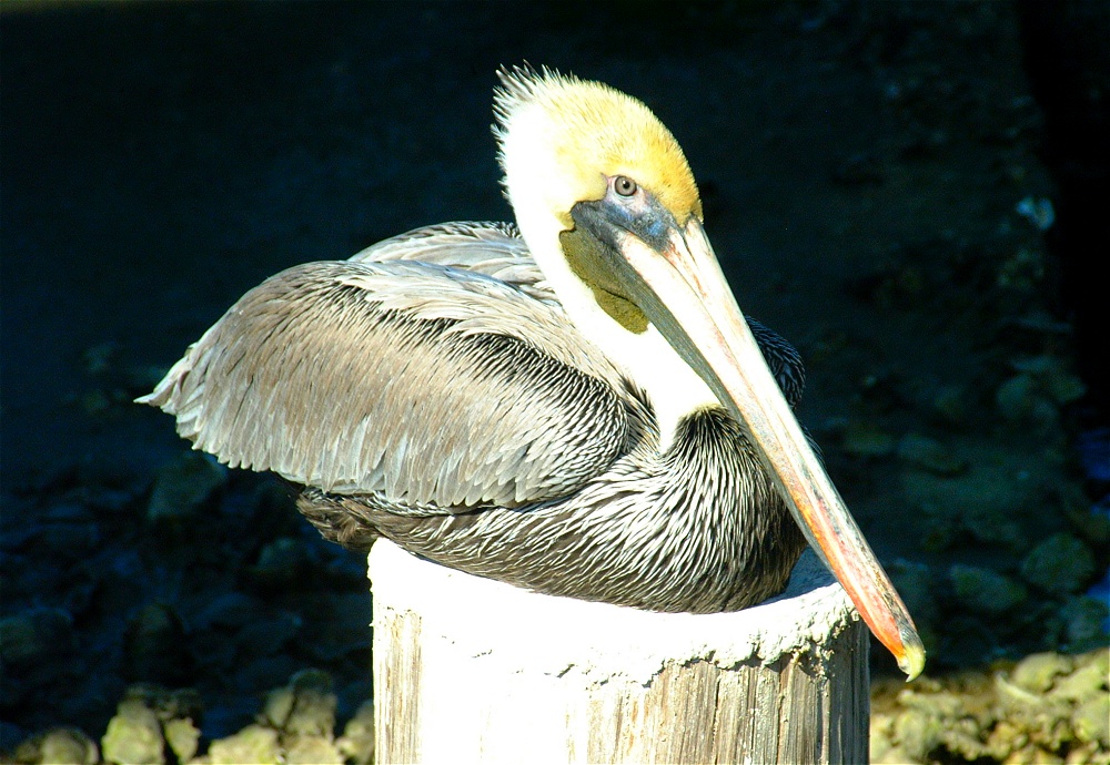 (27) Dscf1861.jpg   (1000x690)   283 Kb                                    Click to display next picture