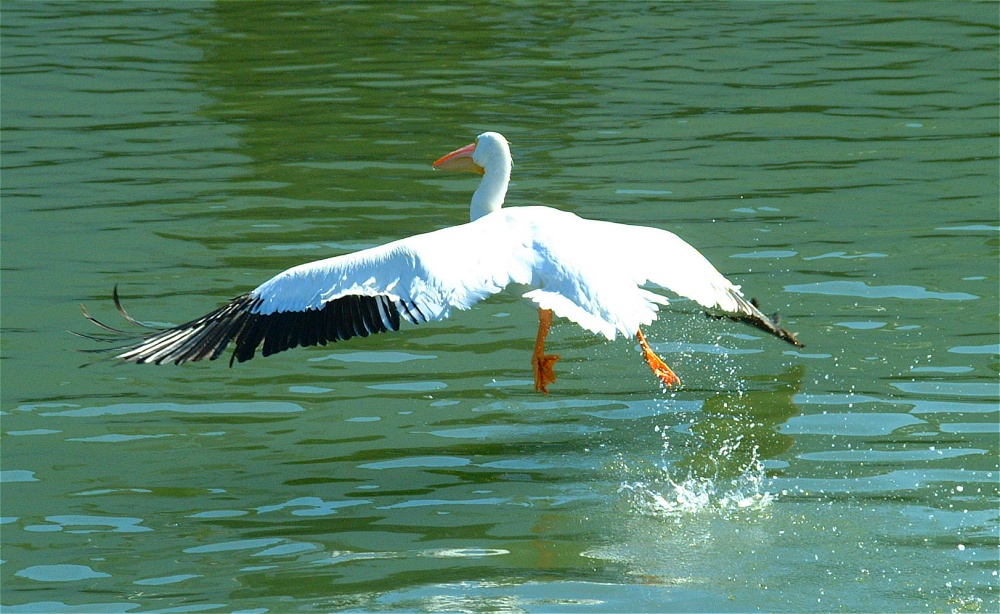 (29) Dscf1865.jpg   (1000x614)   265 Kb                                    Click to display next picture