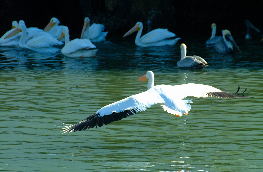 (30) Dscf1866.jpg   (1000x656)   252 Kb                                    Click to display next picture