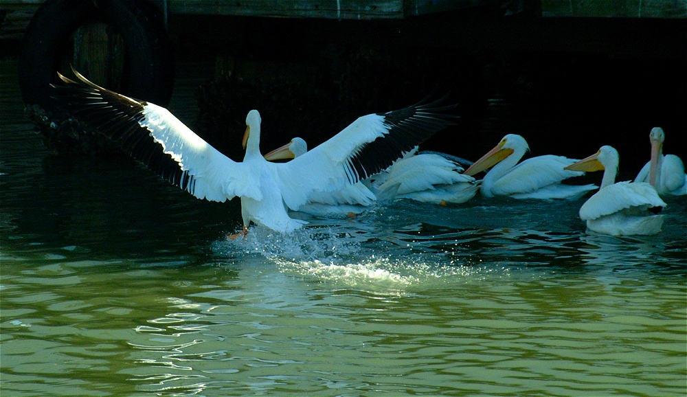 (31) Dscf1867.jpg   (1000x578)   230 Kb                                    Click to display next picture