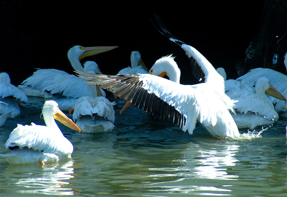 (32) Dscf1878.jpg   (1000x685)   249 Kb                                    Click to display next picture