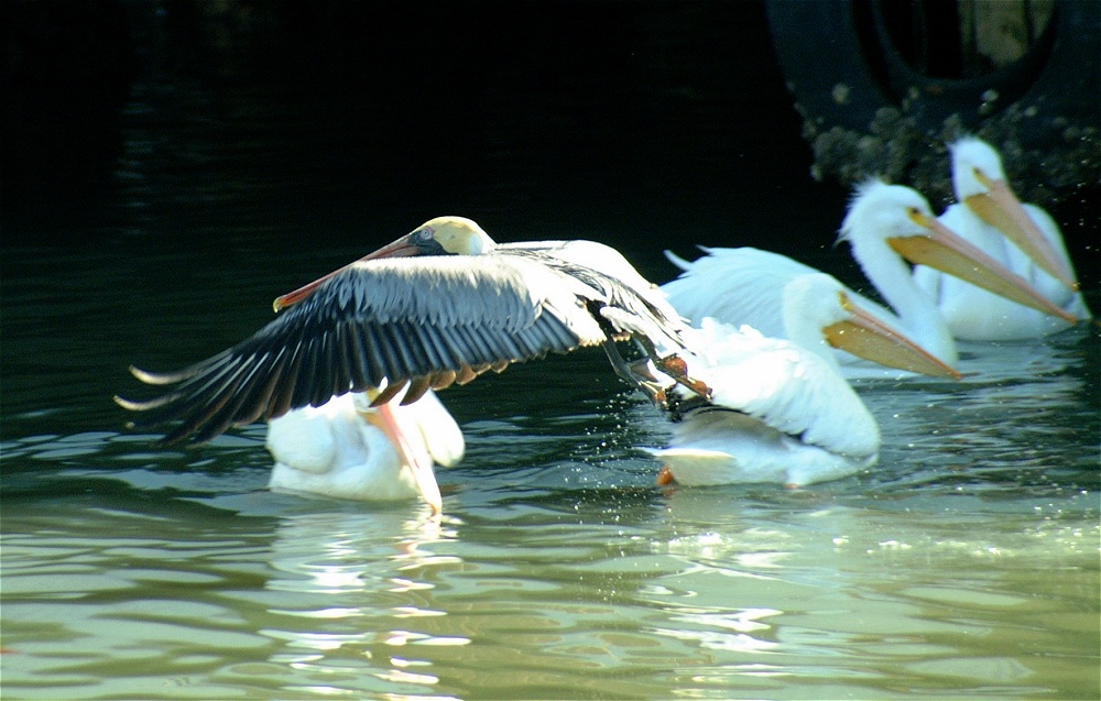 (33) Dscf1879.jpg   (1000x637)   232 Kb                                    Click to display next picture