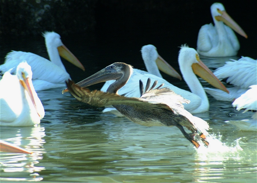 (34) Dscf1880.jpg   (900x641)   208 Kb                                    Click to display next picture