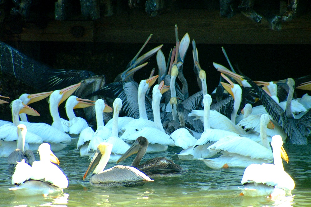 (35) Dscf1881.jpg   (1000x667)   299 Kb                                    Click to display next picture