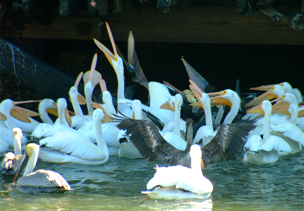 (36) Dscf1882.jpg   (1000x693)   286 Kb                                    Click to display next picture