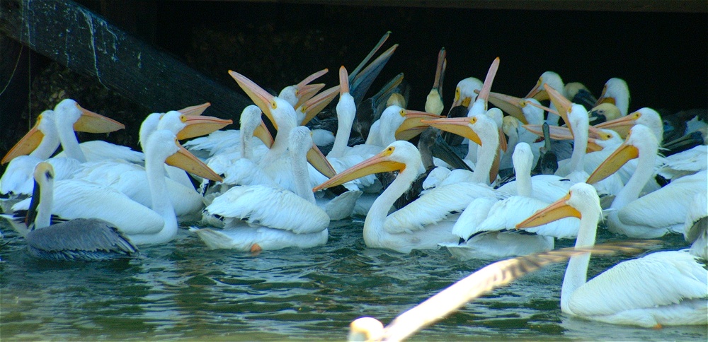 (37) Dscf1884.jpg   (1000x484)   223 Kb                                    Click to display next picture