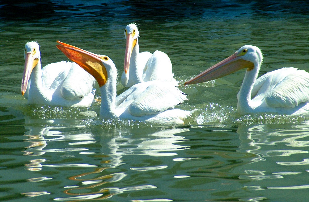 (38) Dscf1885.jpg   (1000x655)   309 Kb                                    Click to display next picture