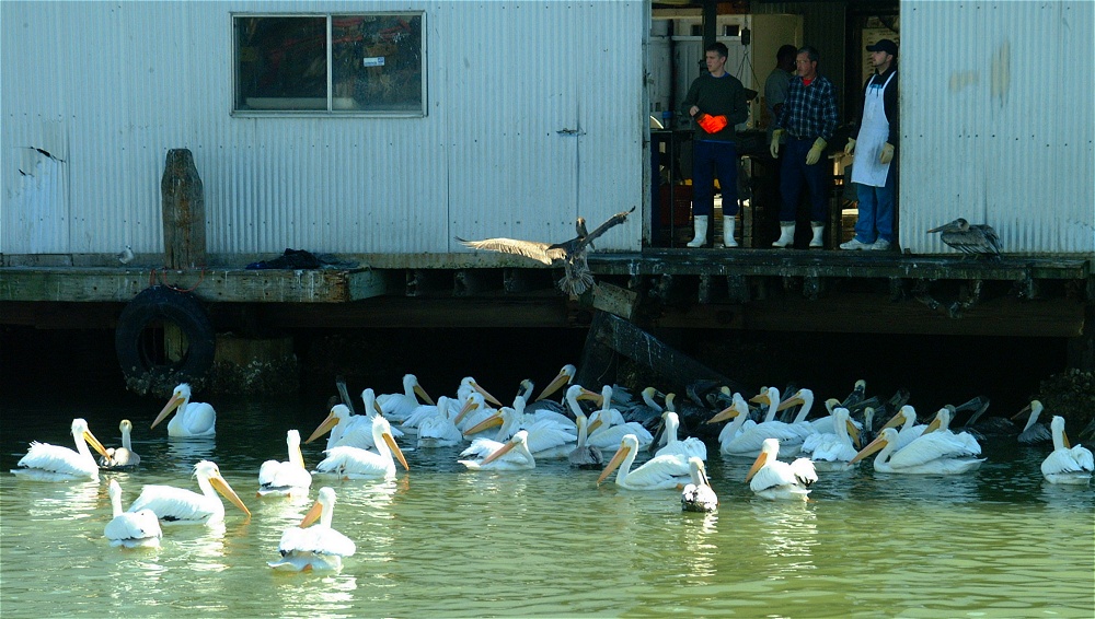 (39) Dscf1886.jpg   (1000x566)   254 Kb                                    Click to display next picture