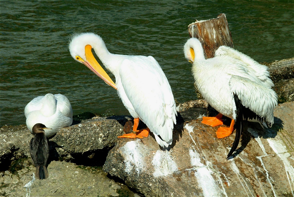 (41) Dscf1891.jpg   (1000x673)   375 Kb                                    Click to display next picture