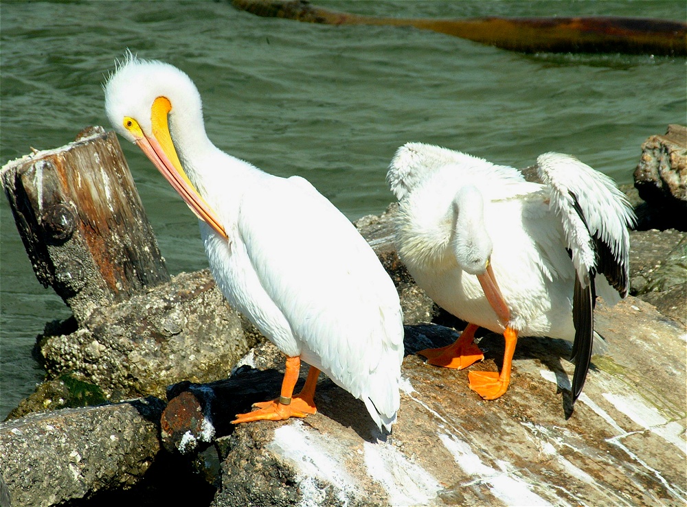 (42) Dscf1888.jpg   (1000x739)   378 Kb                                    Click to display next picture