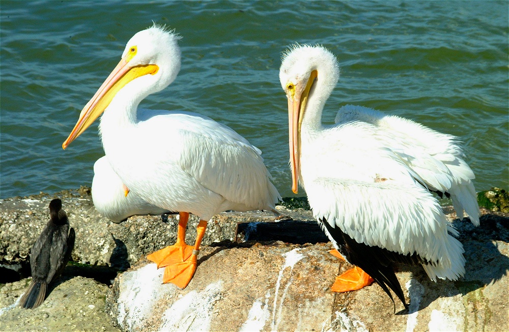 (43) Dscf1917.jpg   (1000x653)   320 Kb                                    Click to display next picture