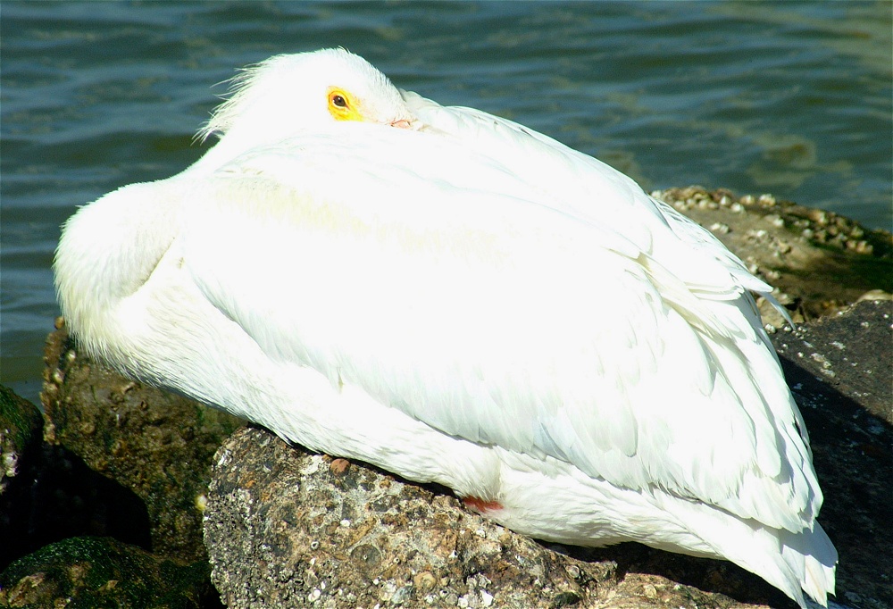 (44) Dscf1892.jpg   (1000x682)   258 Kb                                    Click to display next picture