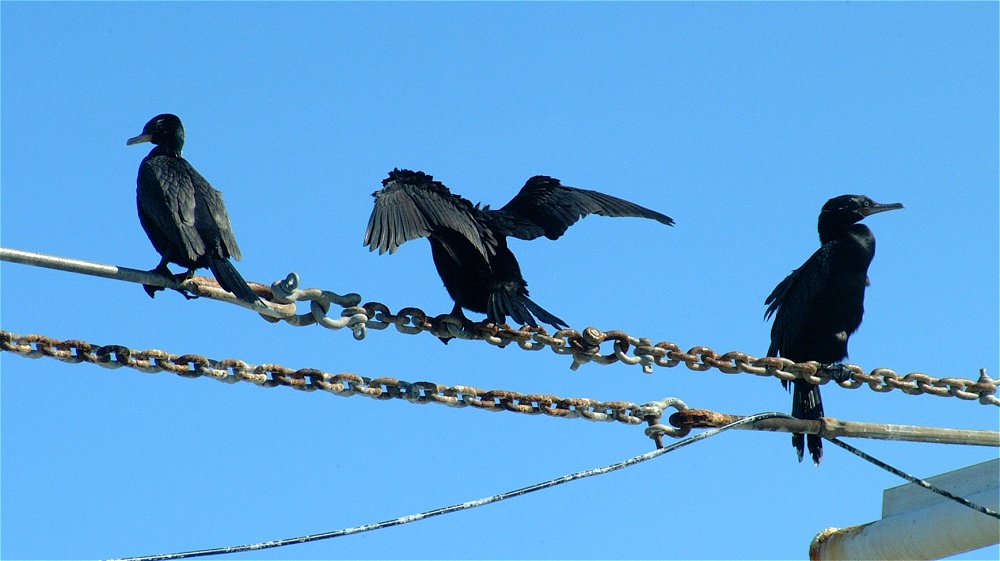 (45) Dscf1887.jpg   (1000x561)   185 Kb                                    Click to display next picture