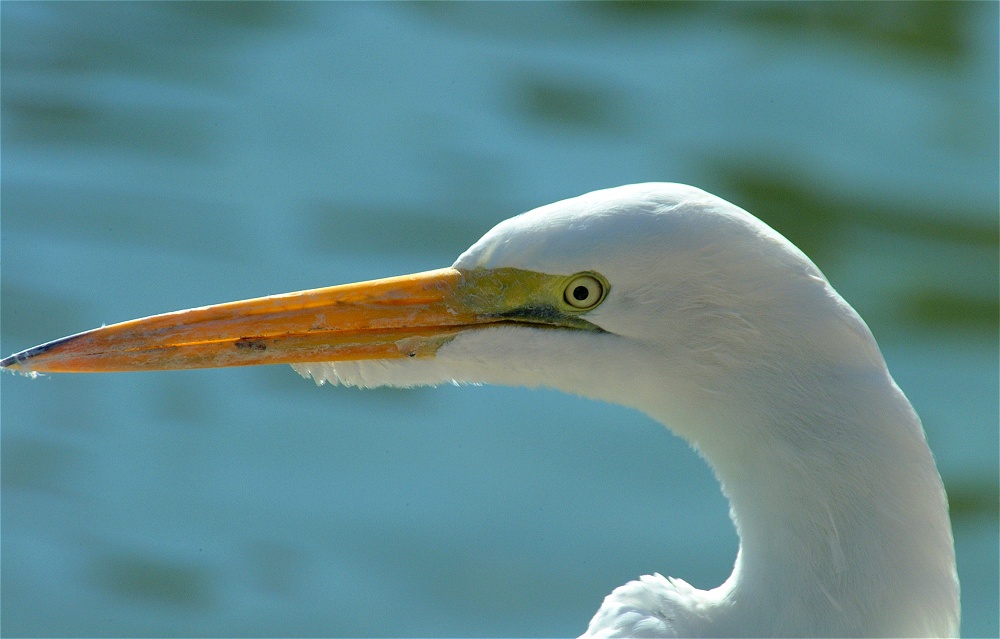 (47) Dscf1868.jpg   (1000x639)   181 Kb                                    Click to display next picture